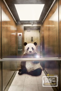 animal selfie panda