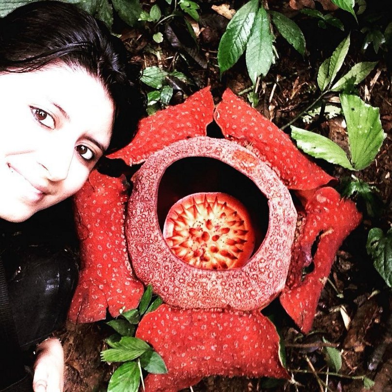 rafflesia selfie