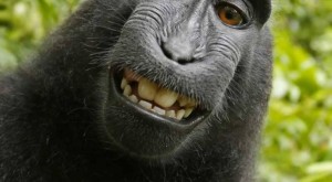 monkey selfie