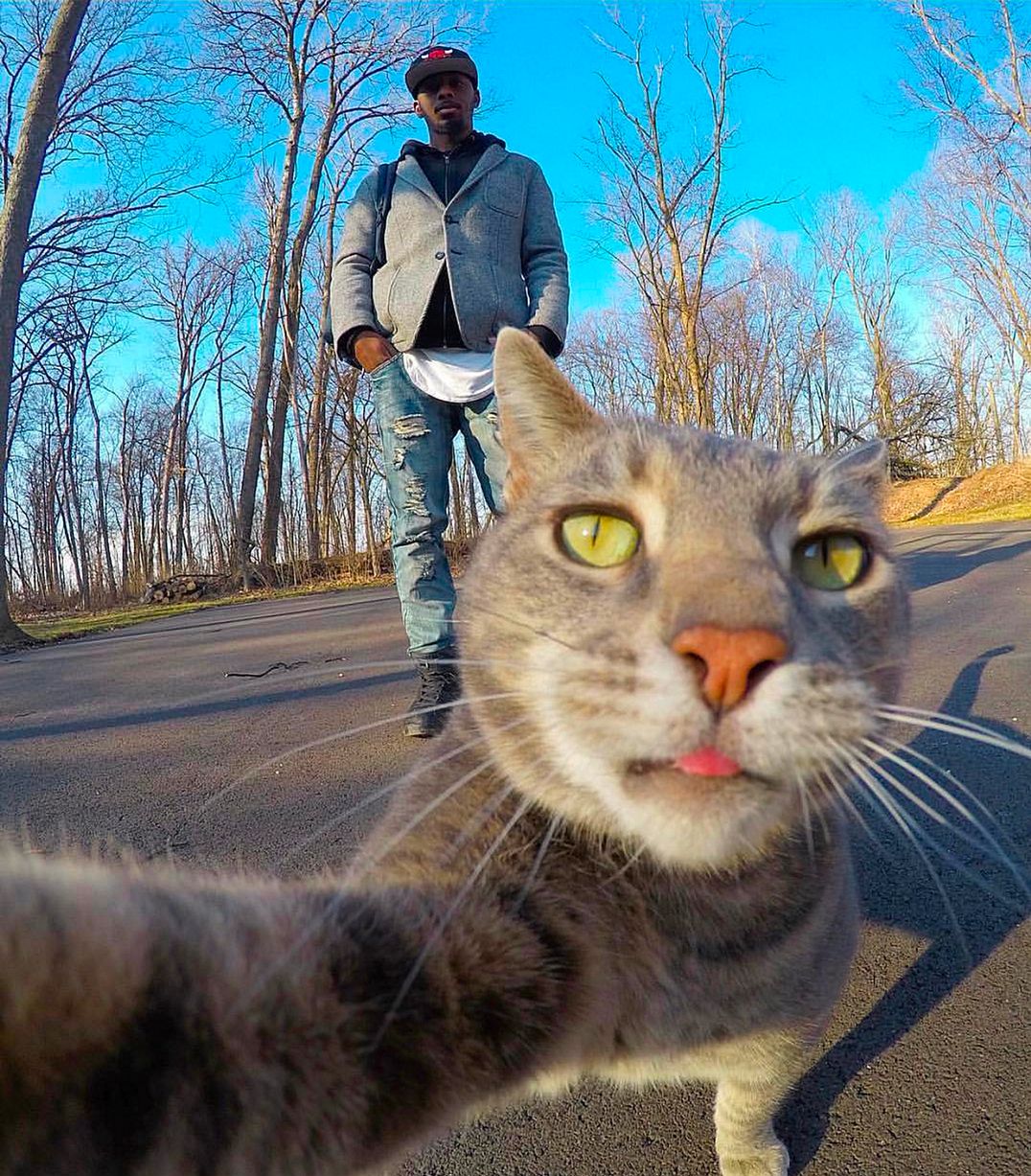 The Selfie Cat That Will Make Your Day Theselfiepost 