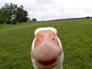 animal selfie duckfie