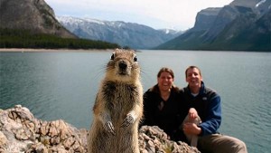 Crasher Squirrel, 1st animal selfie, Alberta, Canada 2009  National Review Online