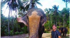 elfie - elefant selfie