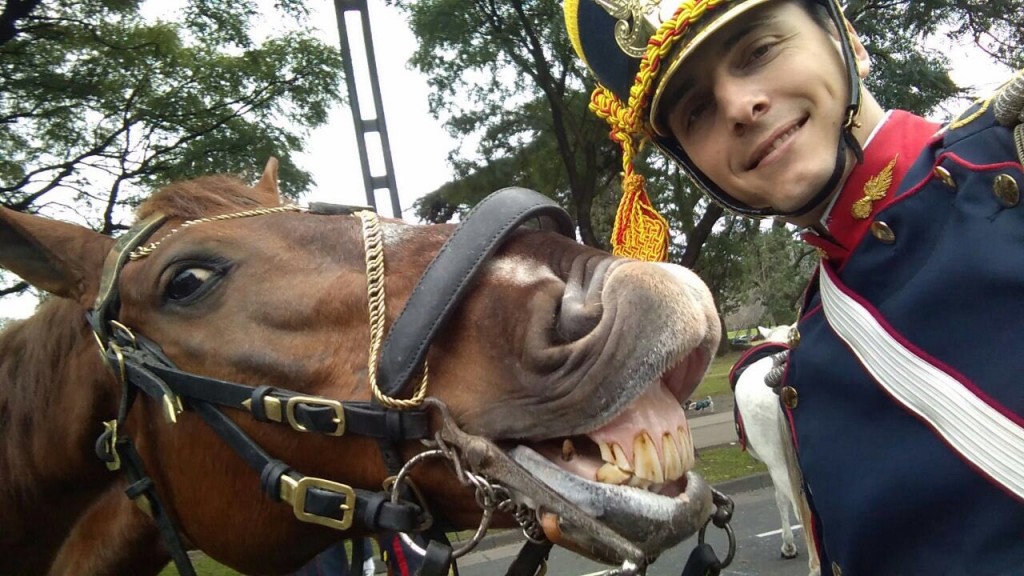 funny horse selfie