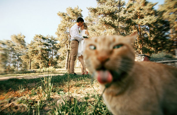 cat spoiling the wedding photo